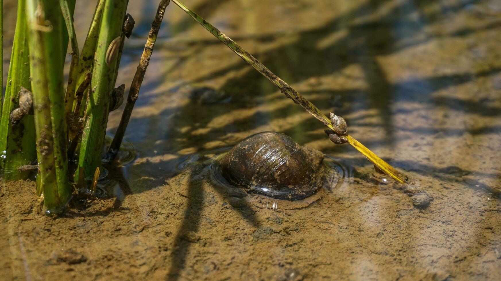 rice field snails that live in water mud photo