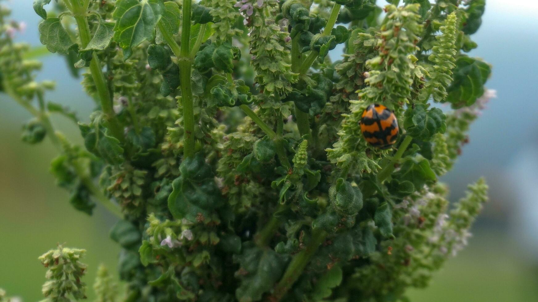 a ladybug in a green garden photo