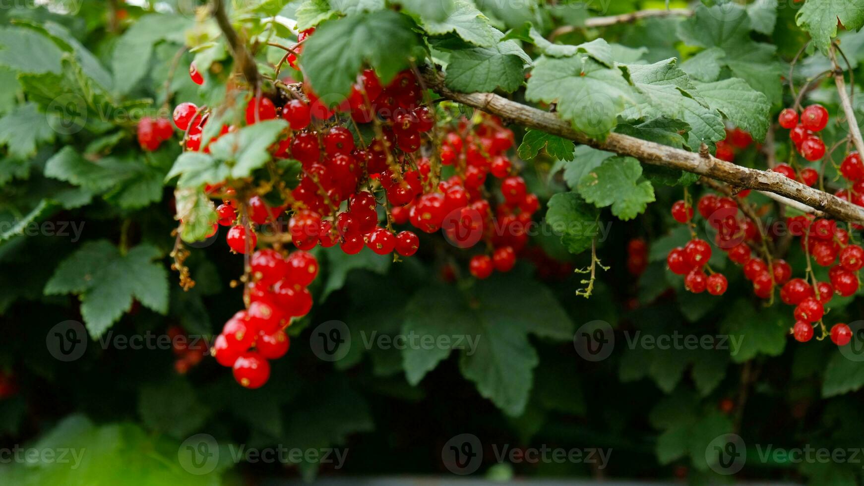 Clusters of ripe red currants hang on a bush. Healthy food concept. Growing plants and berries in the garden. The berries of red currant as a nutrition with vitamins for vegan. photo