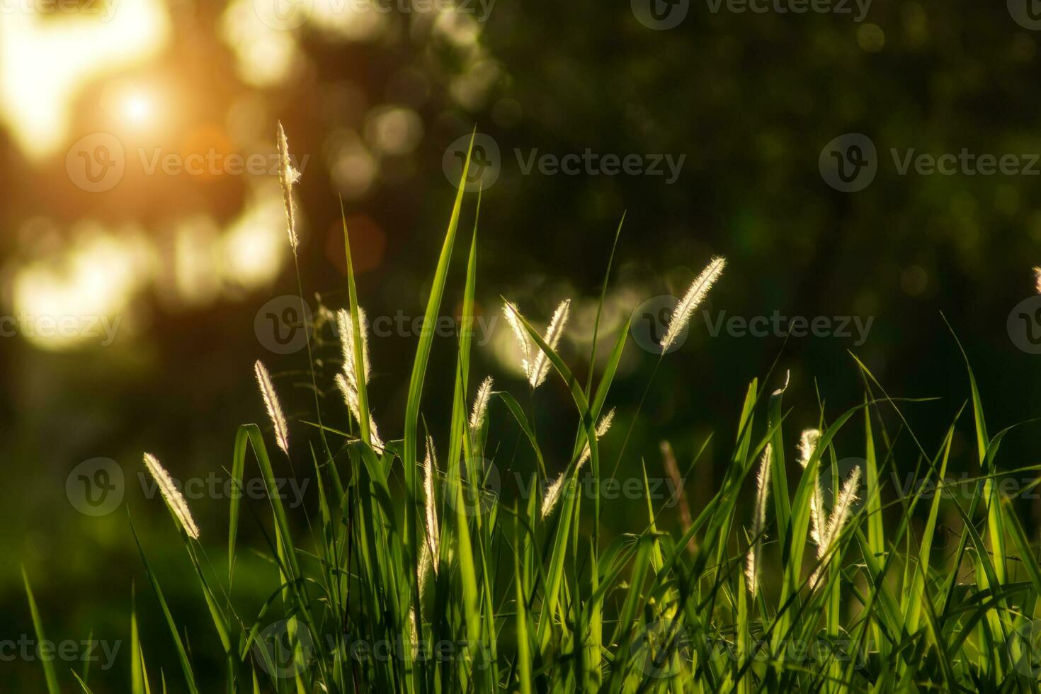 Flowers grass with sunlight background. photo