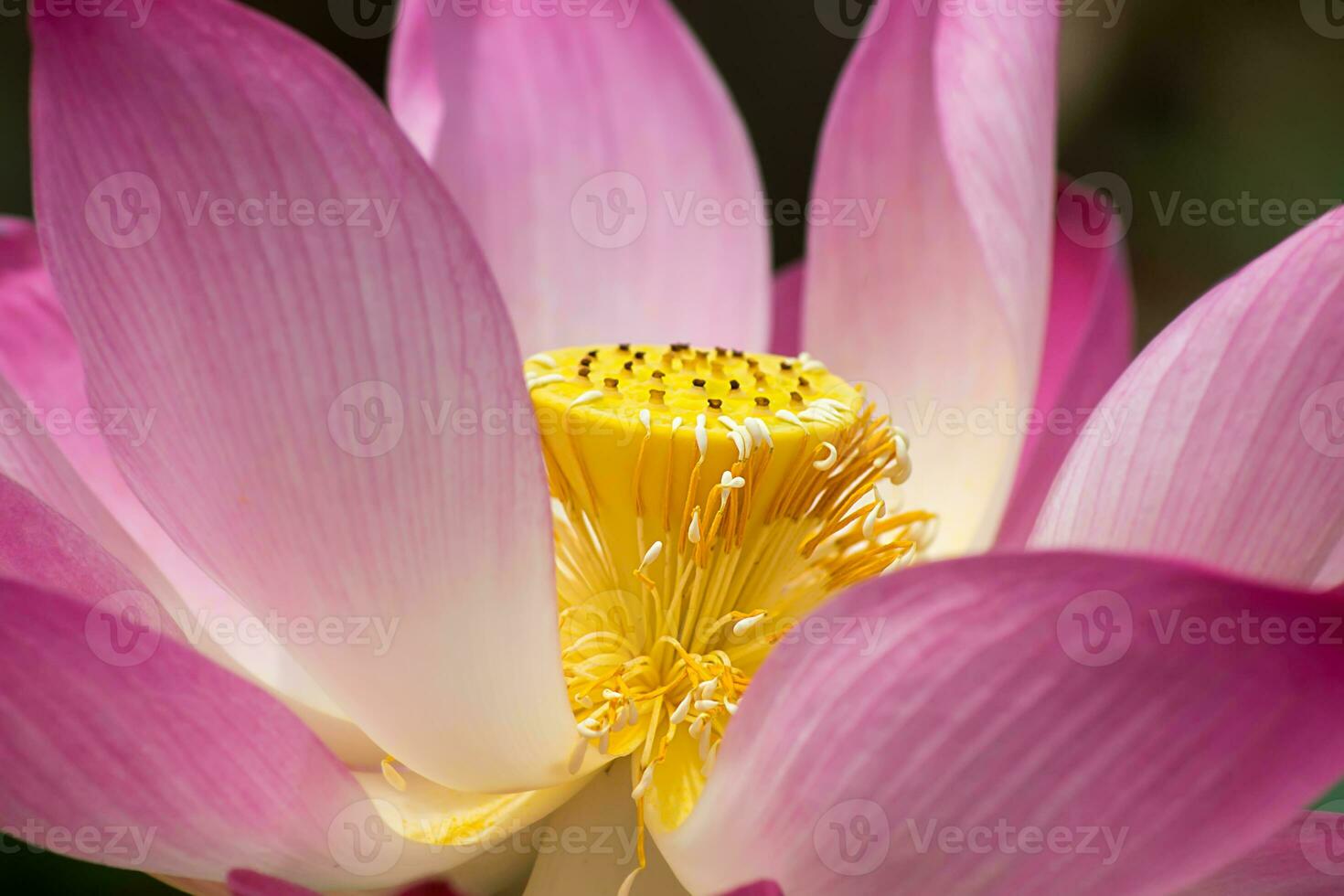 Beautiful pink lotus flower photo