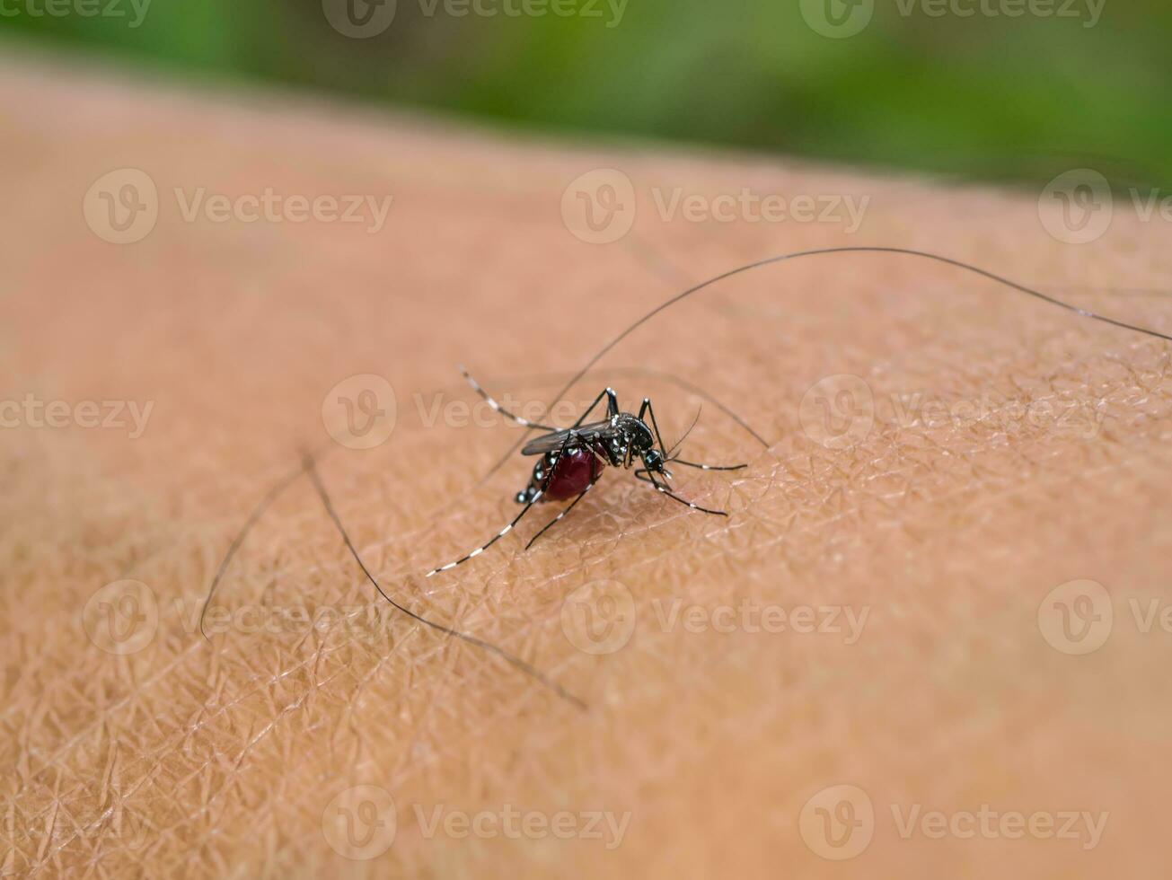 Mosquitoes are sucking blood photo