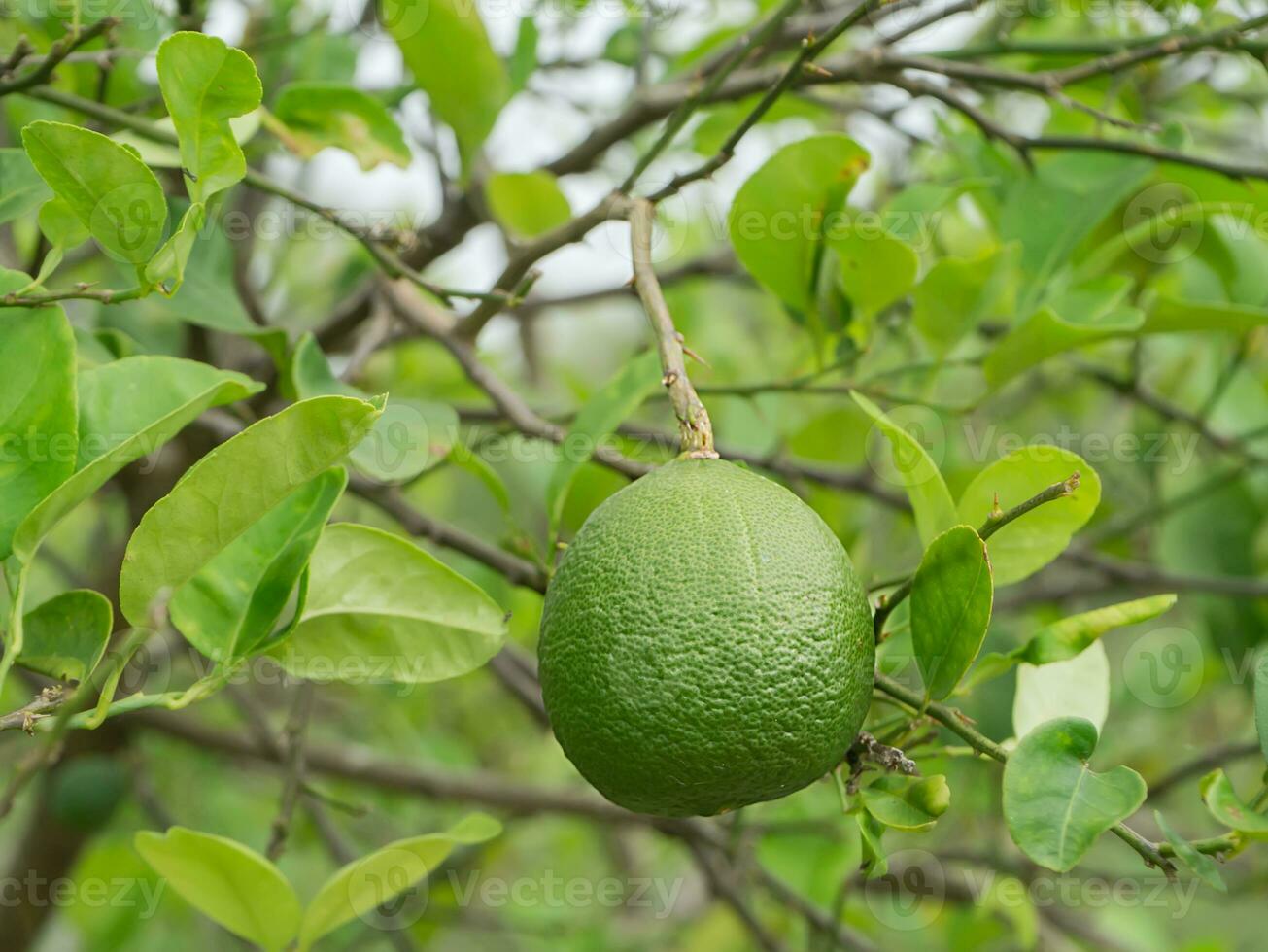 A lime fruit on tree photo