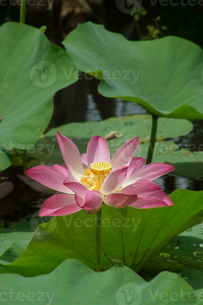 Beautiful pink lotus flower photo