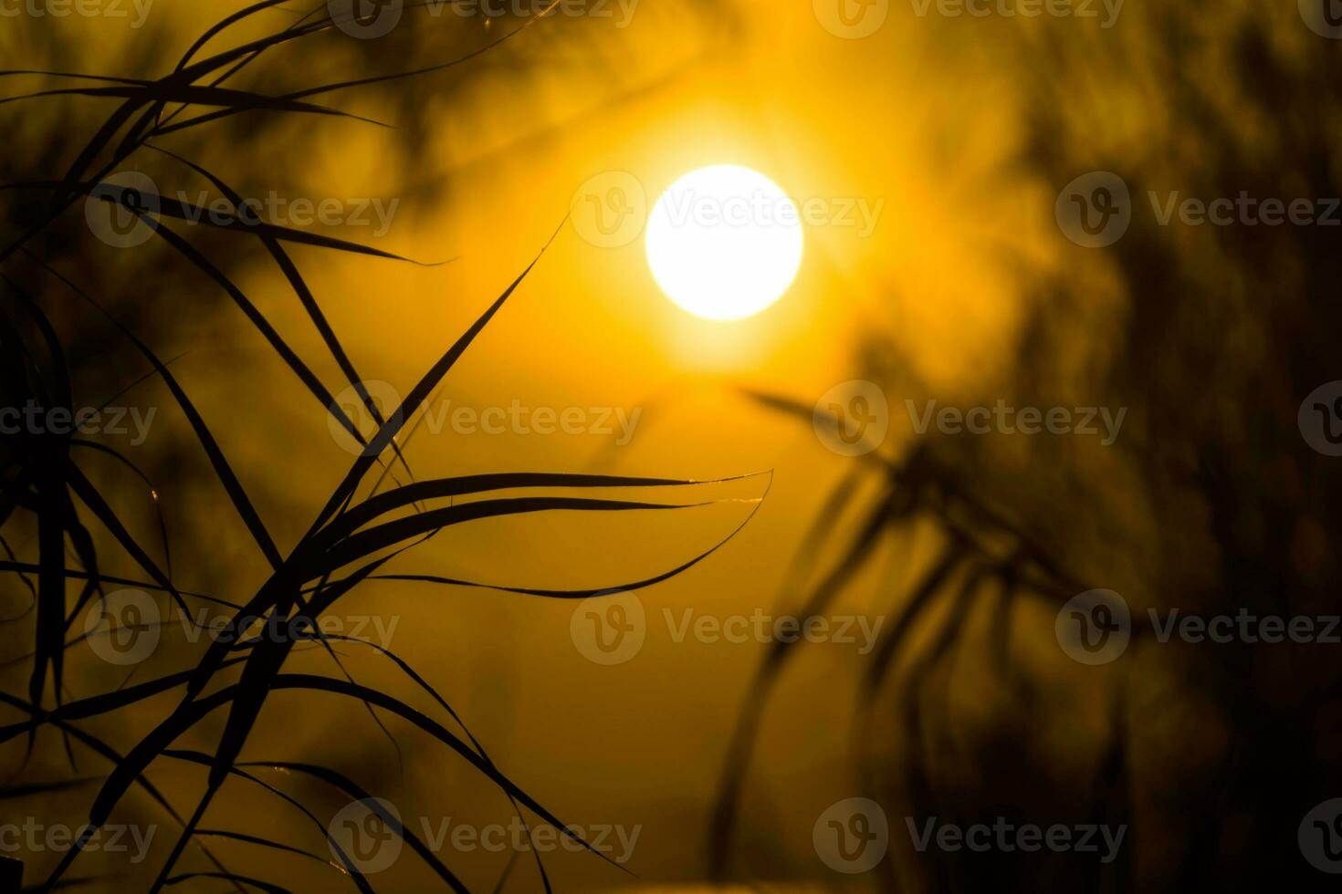 Silhouettes of leaves and sunsets. photo