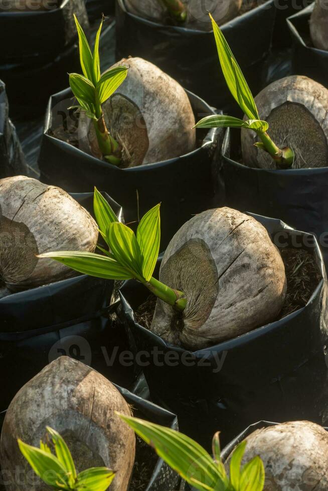 Coco plántulas y joven hojas creciente. foto