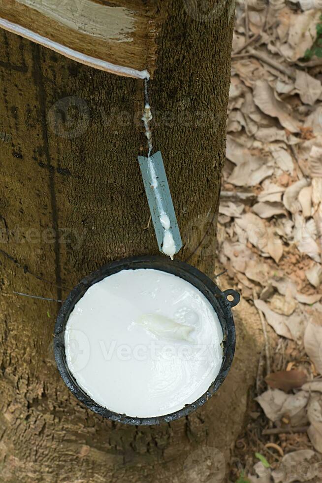 Rubber Latex of rubber trees. photo