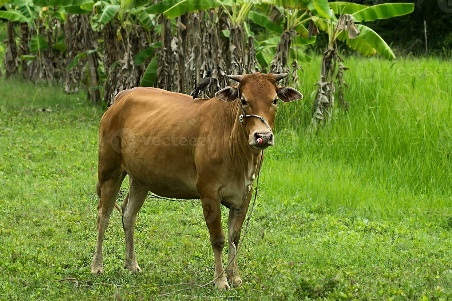 Cows are looking to shoot. photo