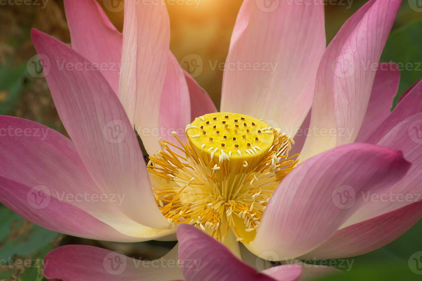 Beautiful pink lotus flower photo