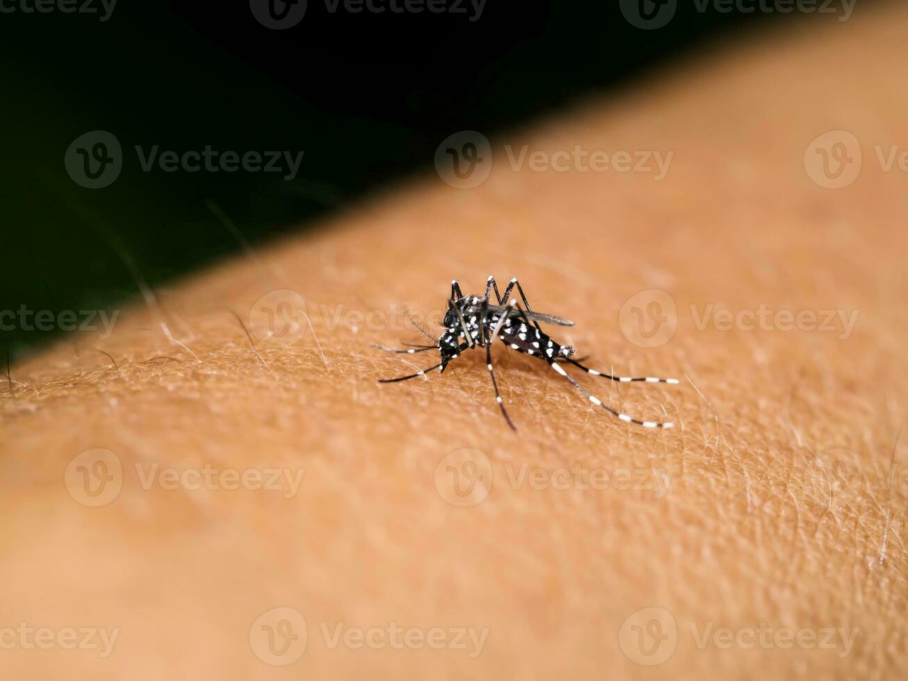 Close-up of a mosquito sucking blood. photo