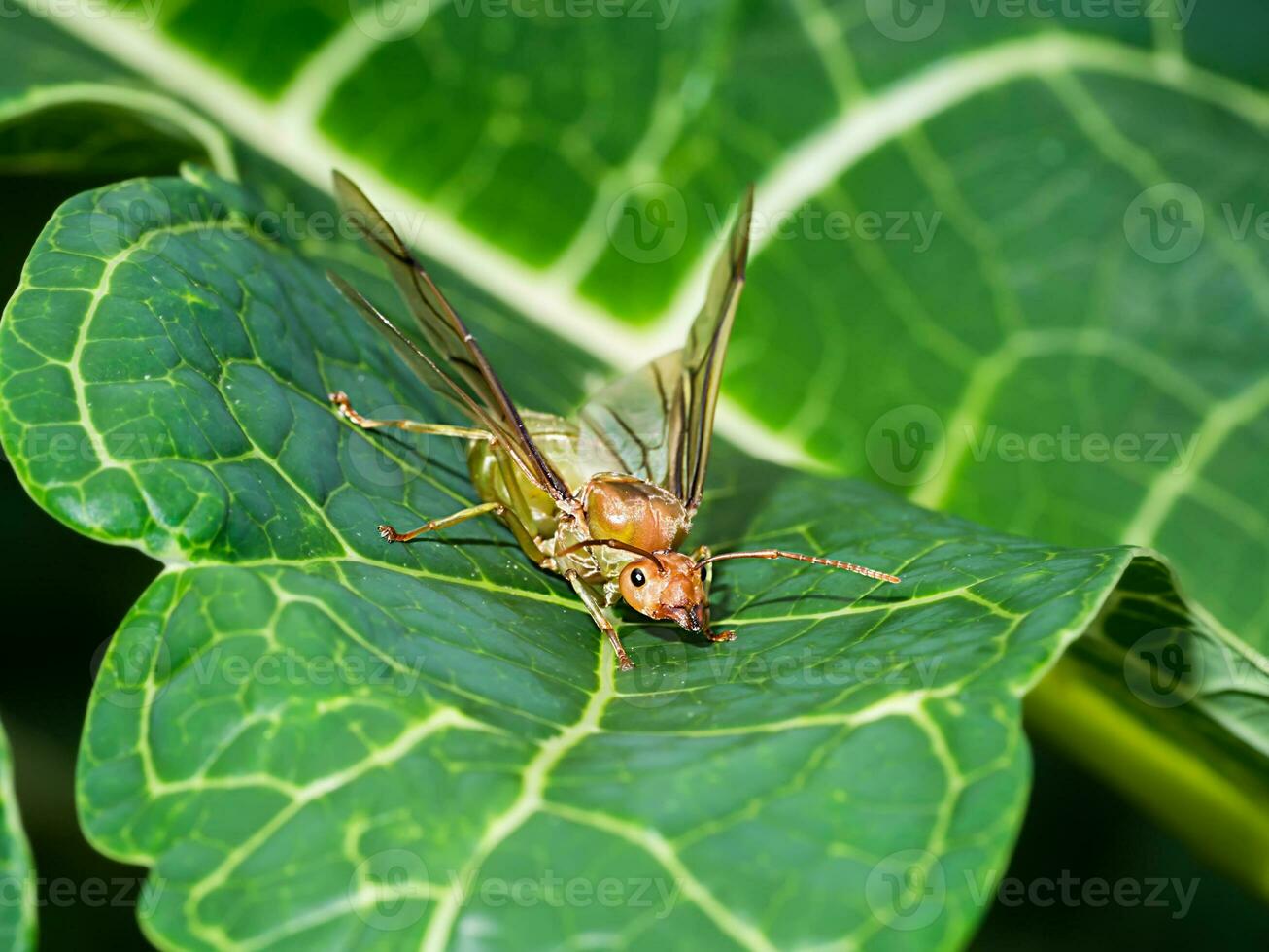 Close up macro of giant ant with wing on the leave. photo