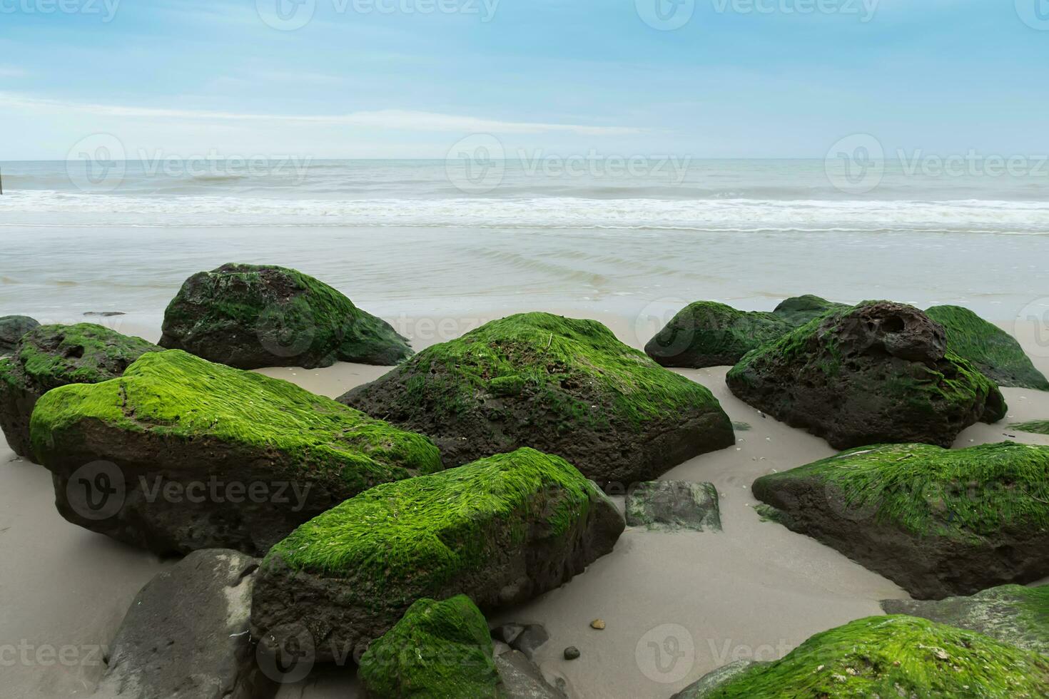 Green algae on rocks at the beach. photo