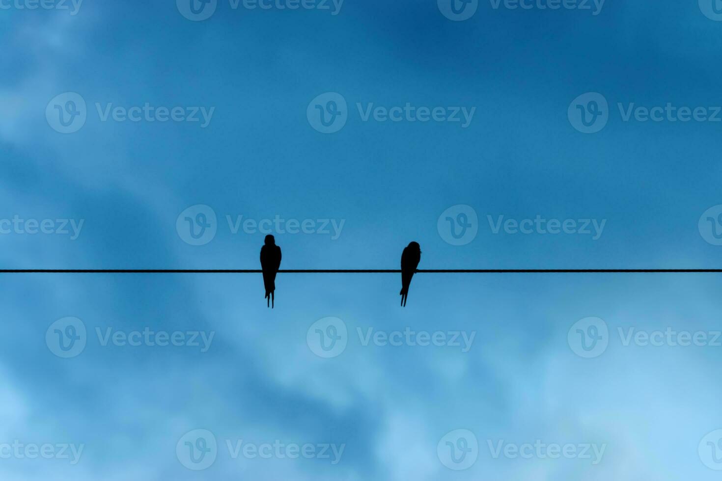 Silhouettes of minimal bird on power lines. photo