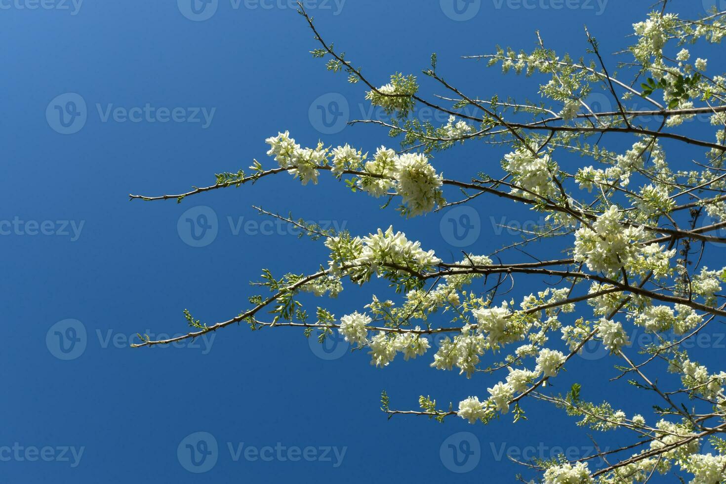 White flower on branch with blue sky. photo