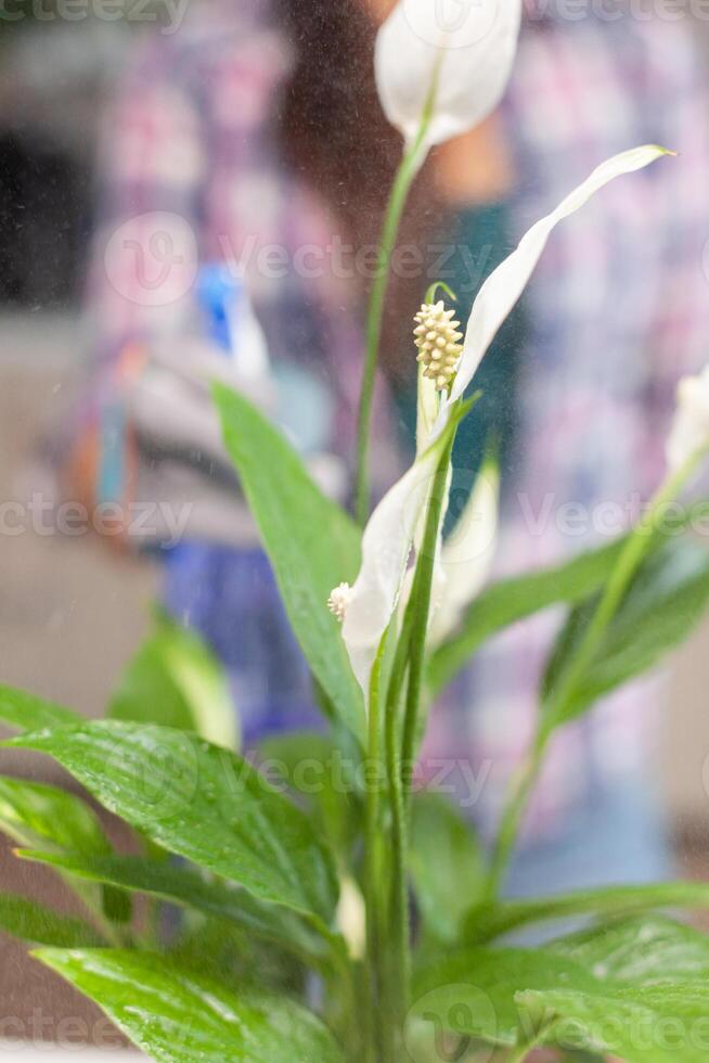 Woman taking care of flowers in home kitchen while gardening.Decorative, plants, growing, lifestyle, design, botanica, dirt, domestic, growh, leaf, hobby, seeding, happy. photo