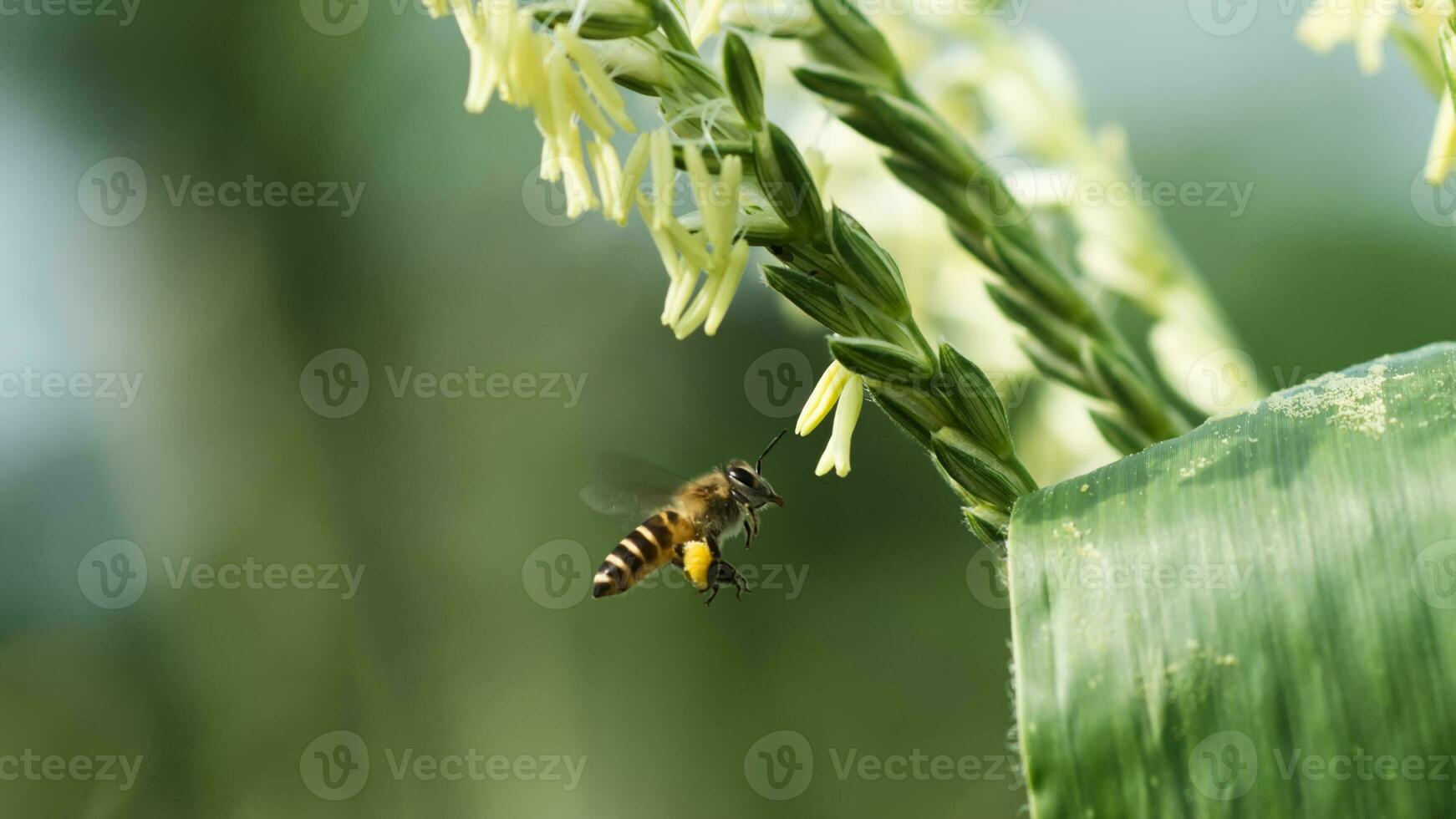 Close up of corn flowers with Small Bee Apis flora in field. photo