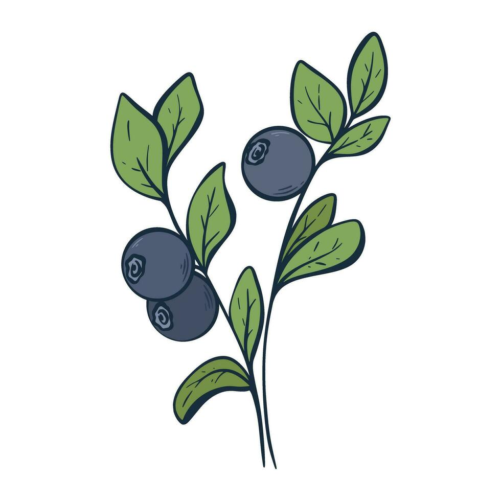 Blueberries on branch with leaves eco clip art vector