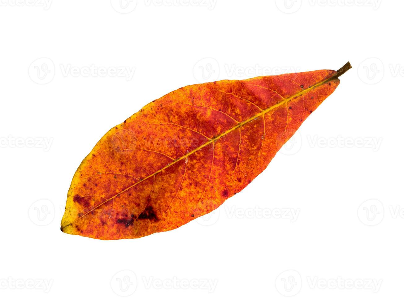 Close up orange leaf of Sea almond tree on white background. photo