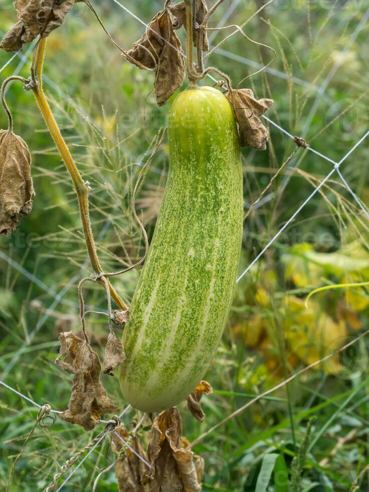 Cucumber growing in garden photo