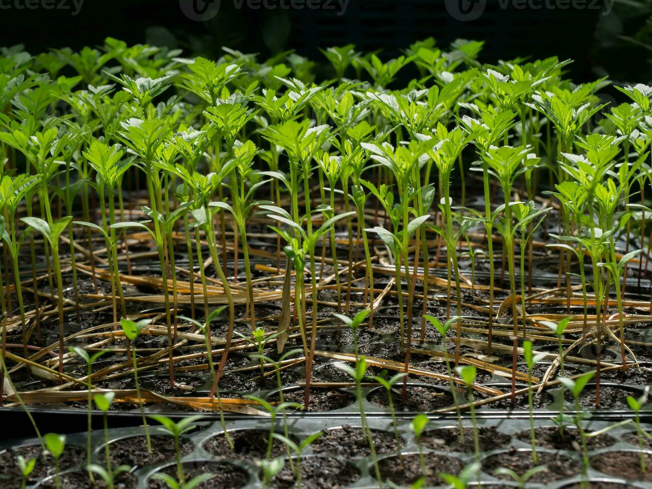 Sprout seeds of marigolds are grown. photo