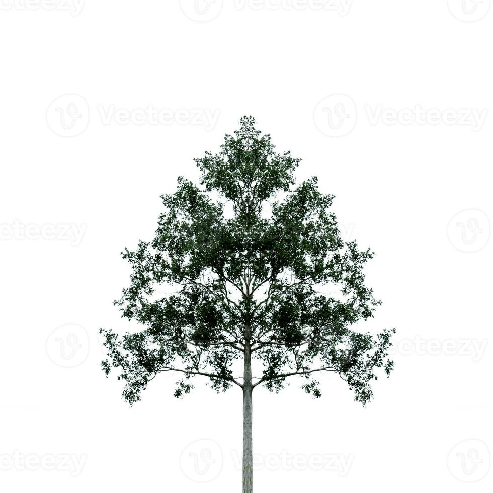 un grande árbol en blanco antecedentes. foto