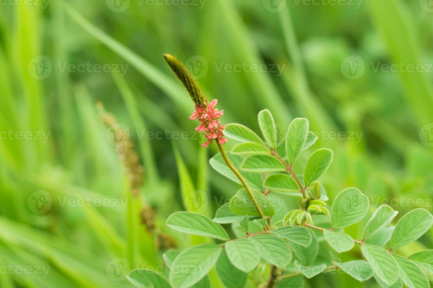 Anil, Guatemalan indigo plant. photo