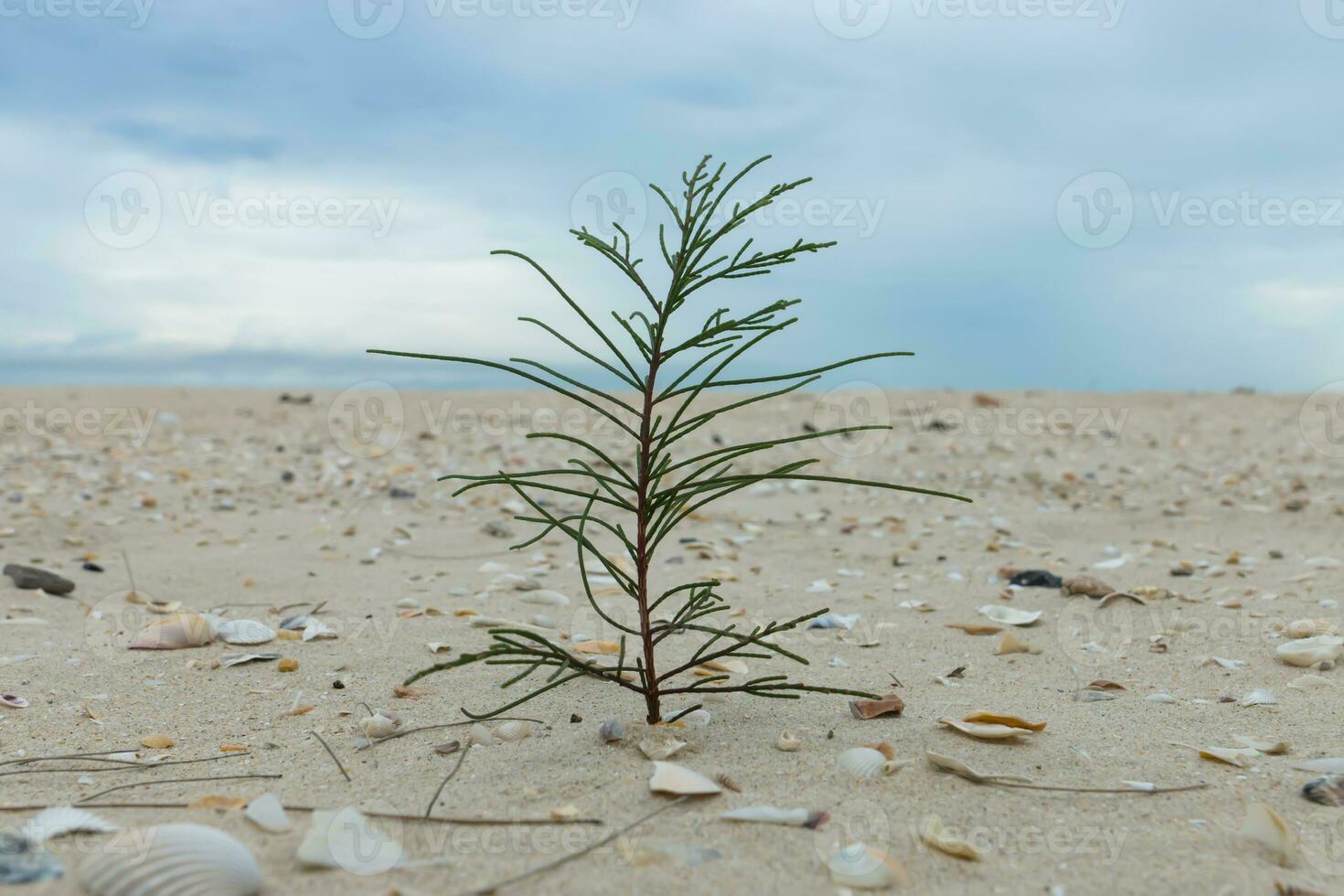 Small pine on the sand with sky and cloud. photo
