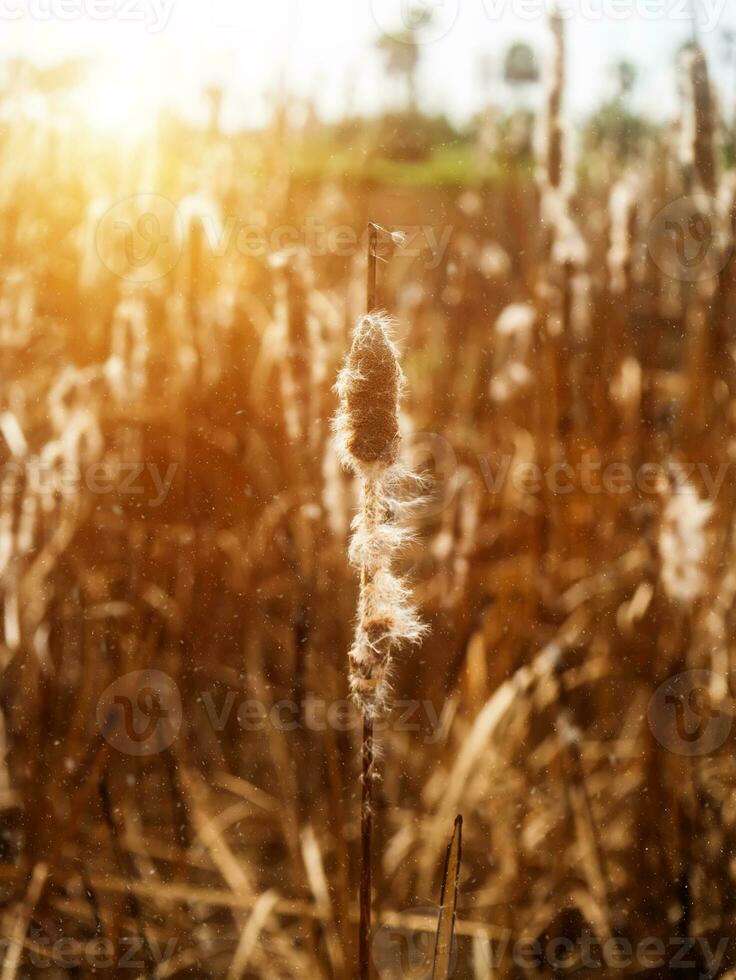 Typha angustifolia seeds on tree. photo