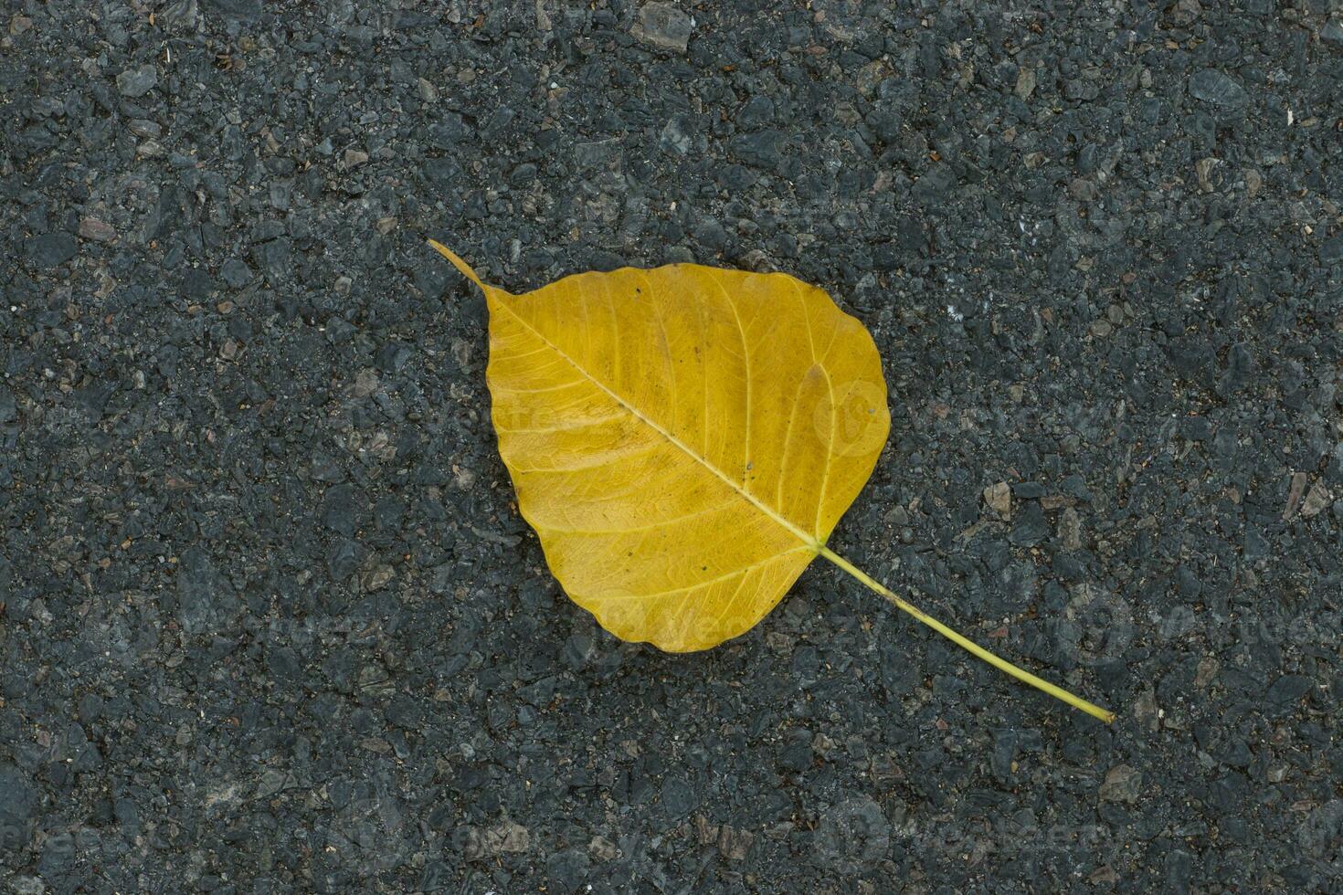 Bodhi leaves on the road. photo