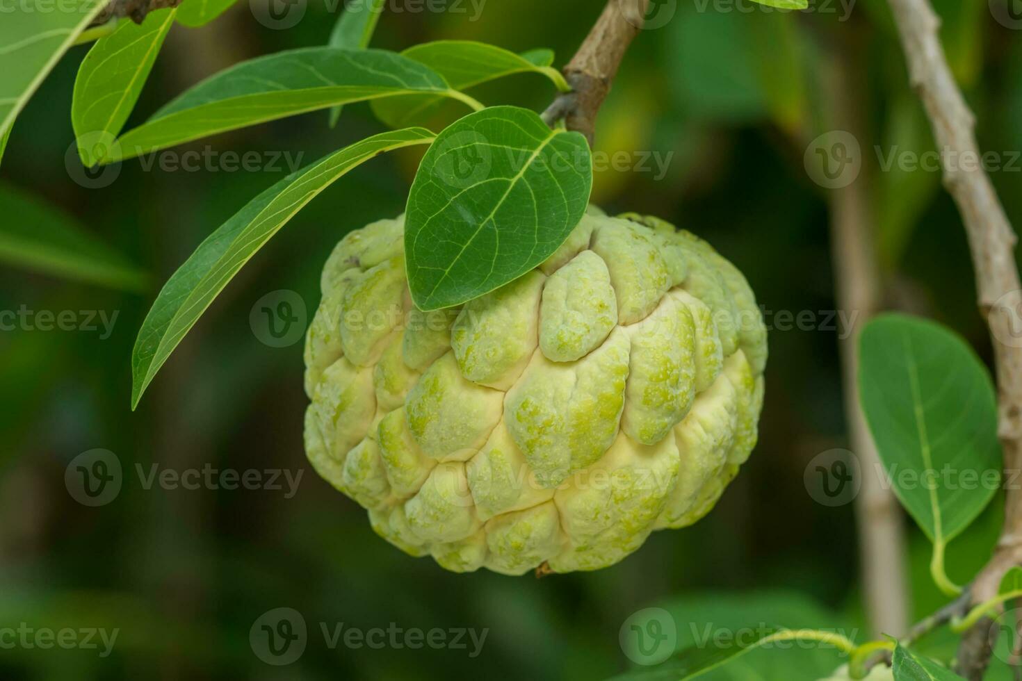 Sugar apple fruit on tree. photo