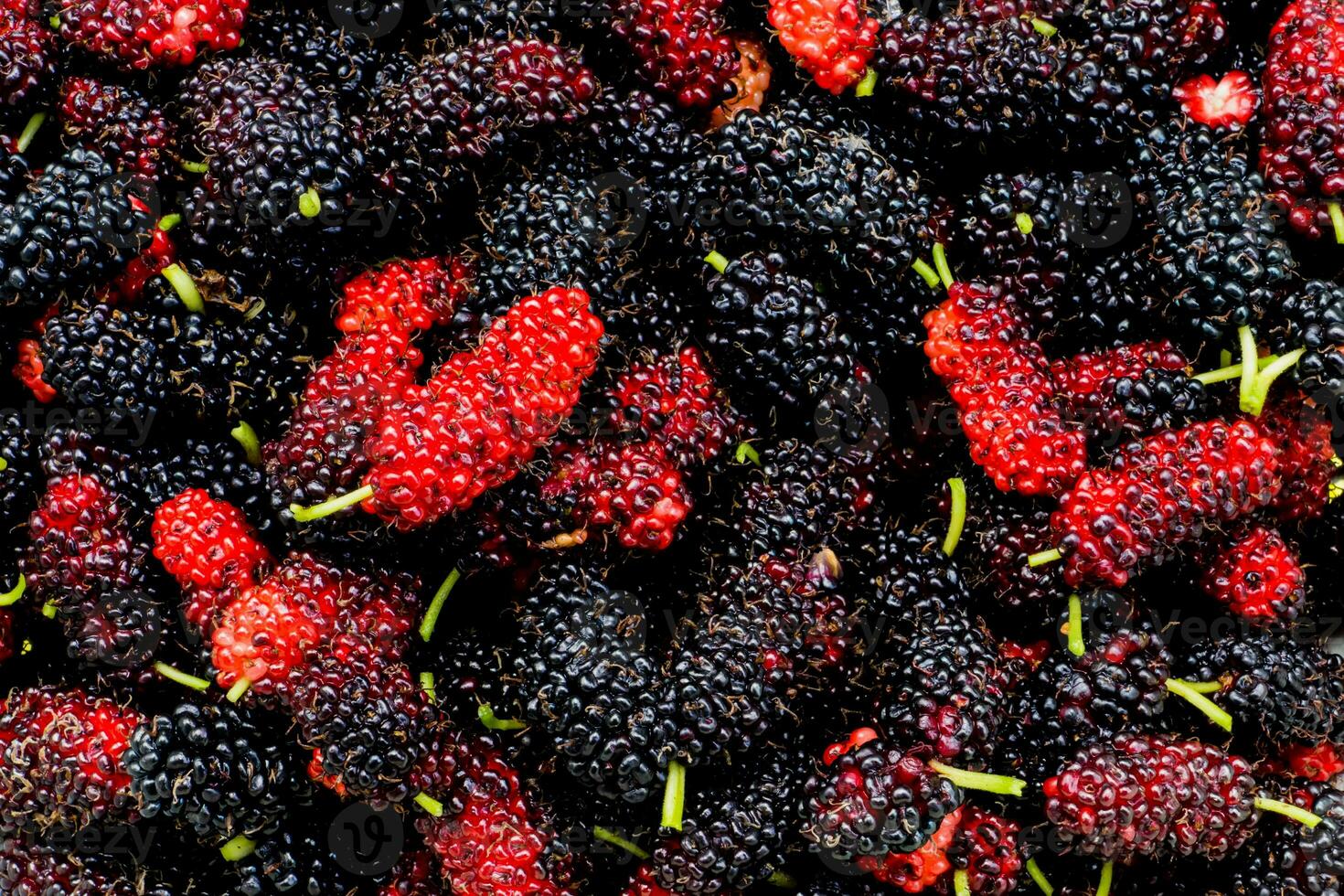 Black and red mulberry background. photo