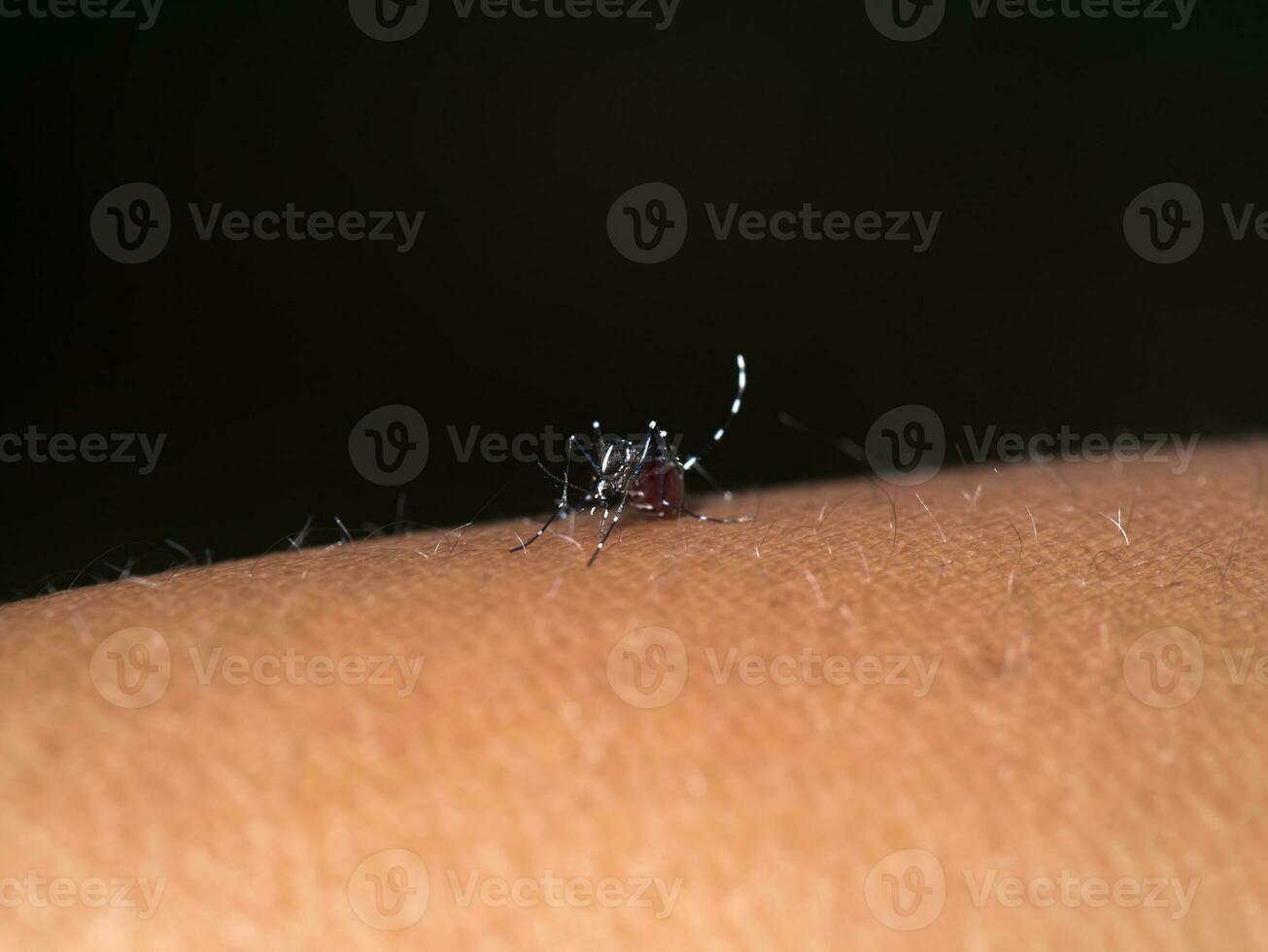 Close-up of a mosquito sucking blood. photo