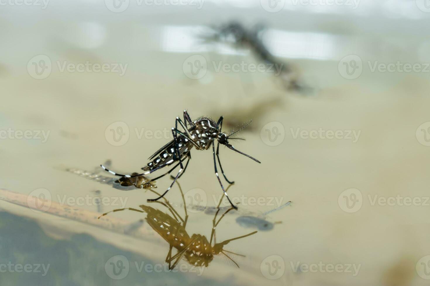 macro de un mosquito en agua foto