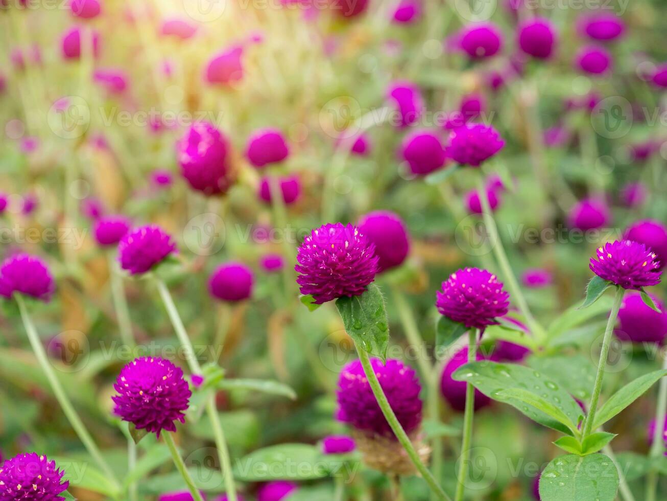 globe amaranth Flower photo