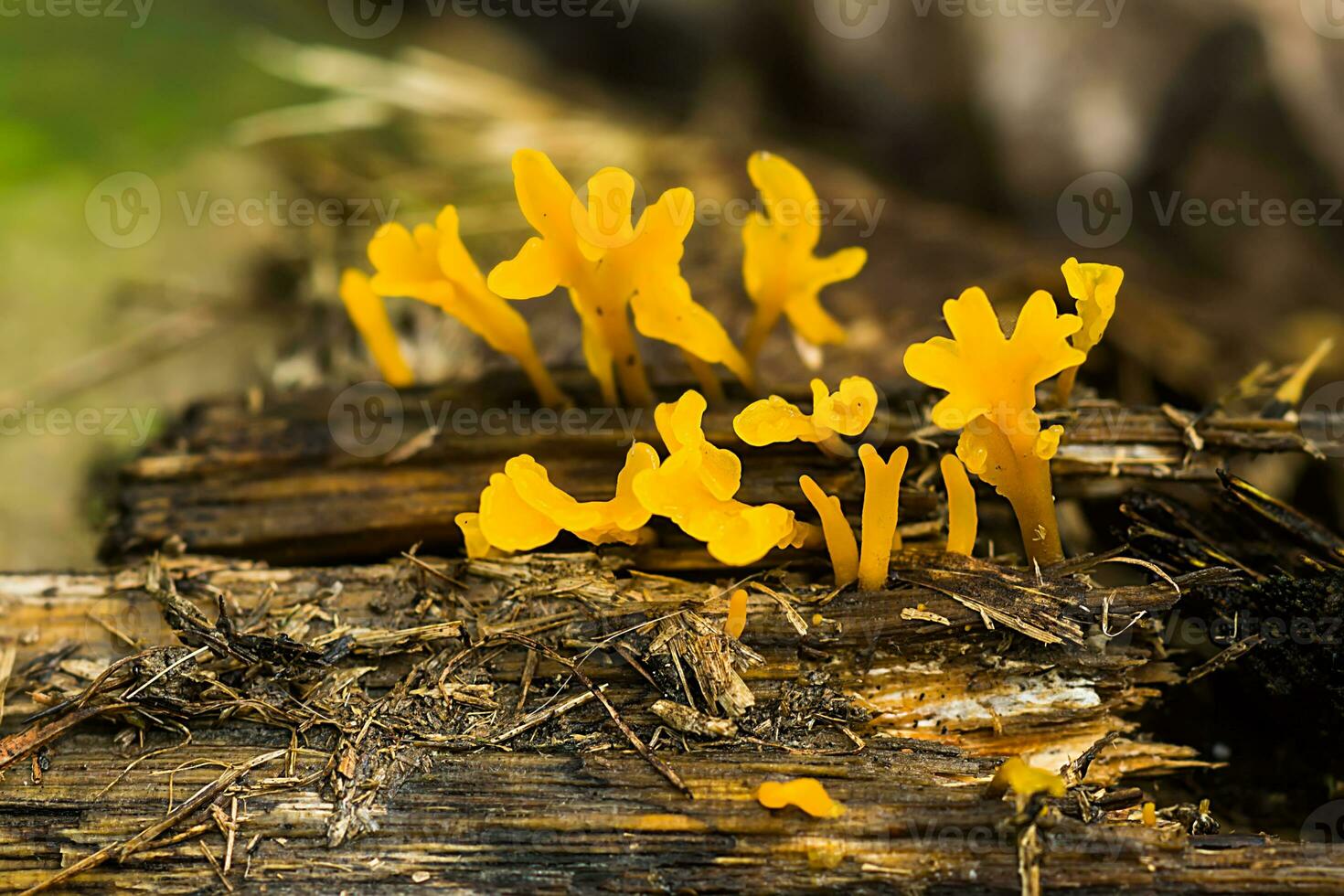 Close up group of Yellow Mushroom photo