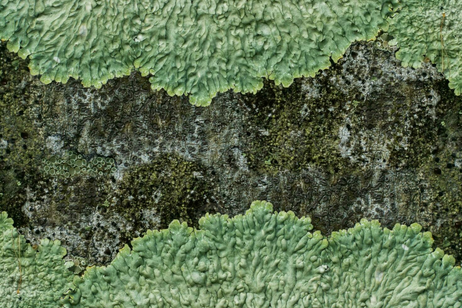 Lichens are symbiotic fungi. photo