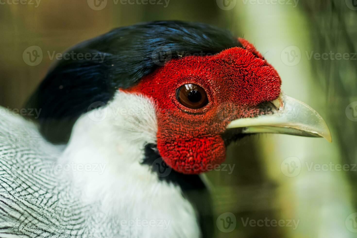 Close up head of Silver pheasant. photo