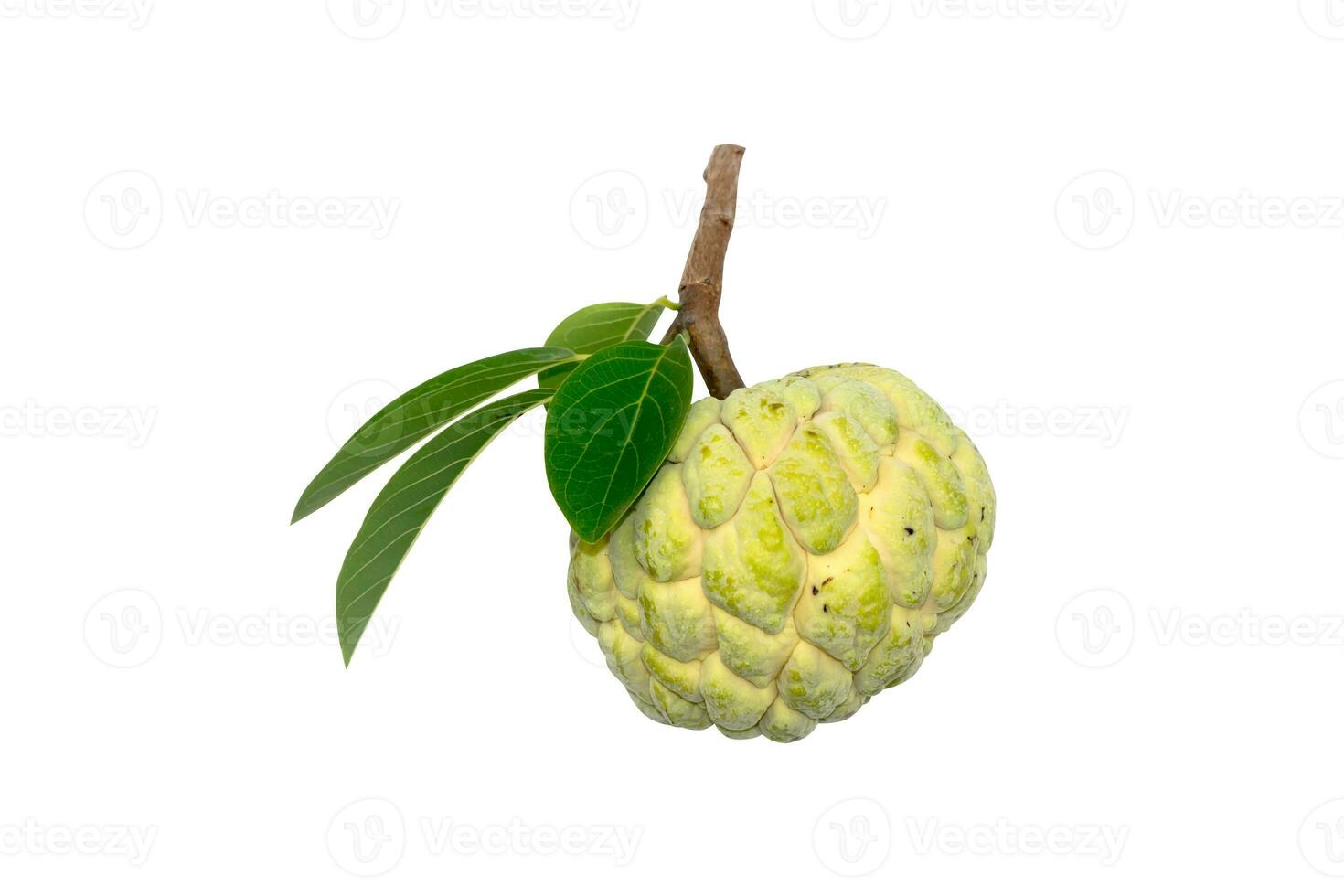 Sugar apple fruit on white background. photo