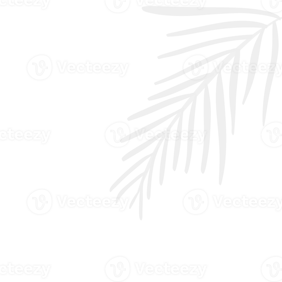 Shadow overlay. Transparent soft light and shadows with branches, plant and leaves. Mockup of transparent leaf shadow. png