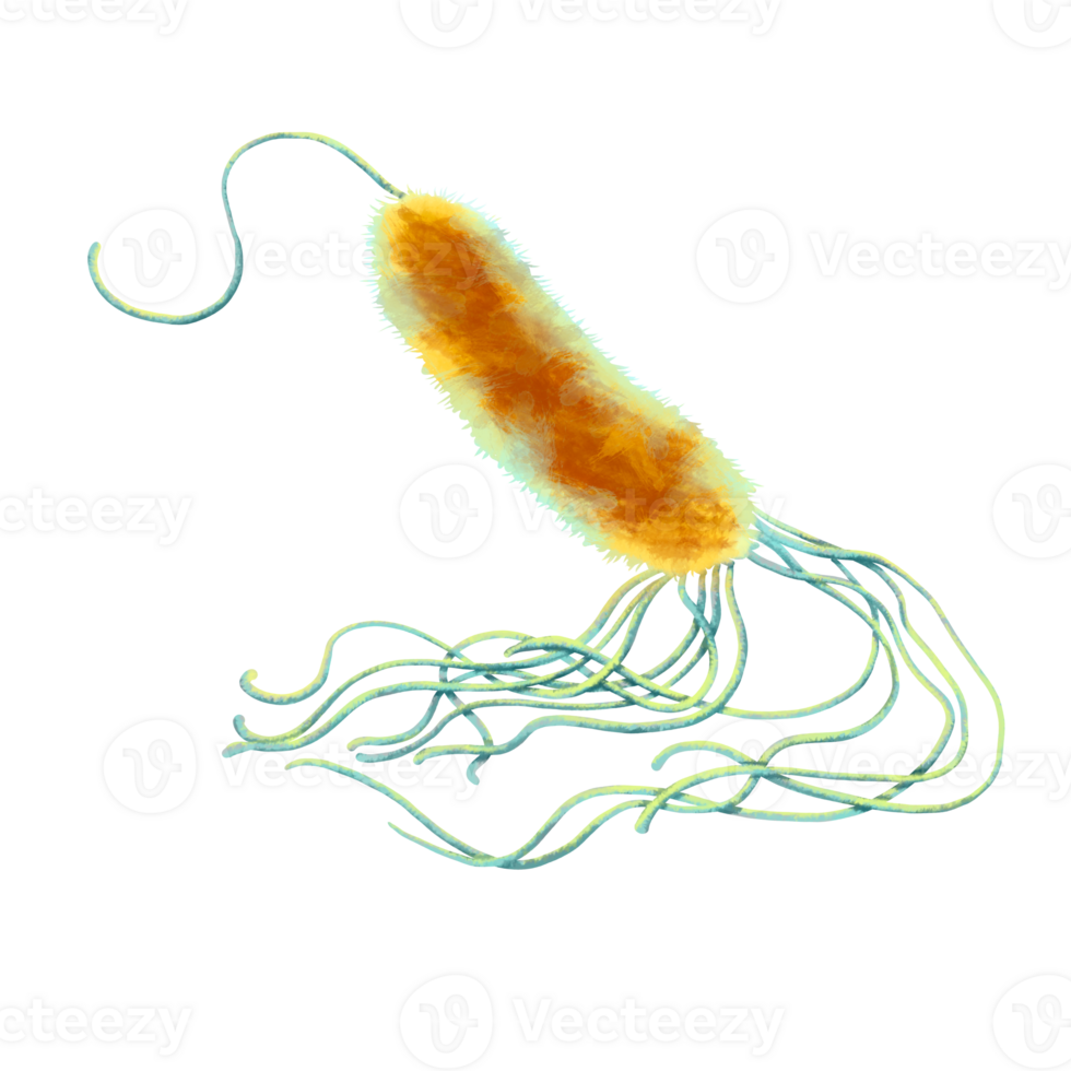 Unicellular protozoa. Color illustration of a single-celled bacterium. For printing textbooks, encyclopedias, brochures and posters on biology and medicine. For printing on objects and website design. png