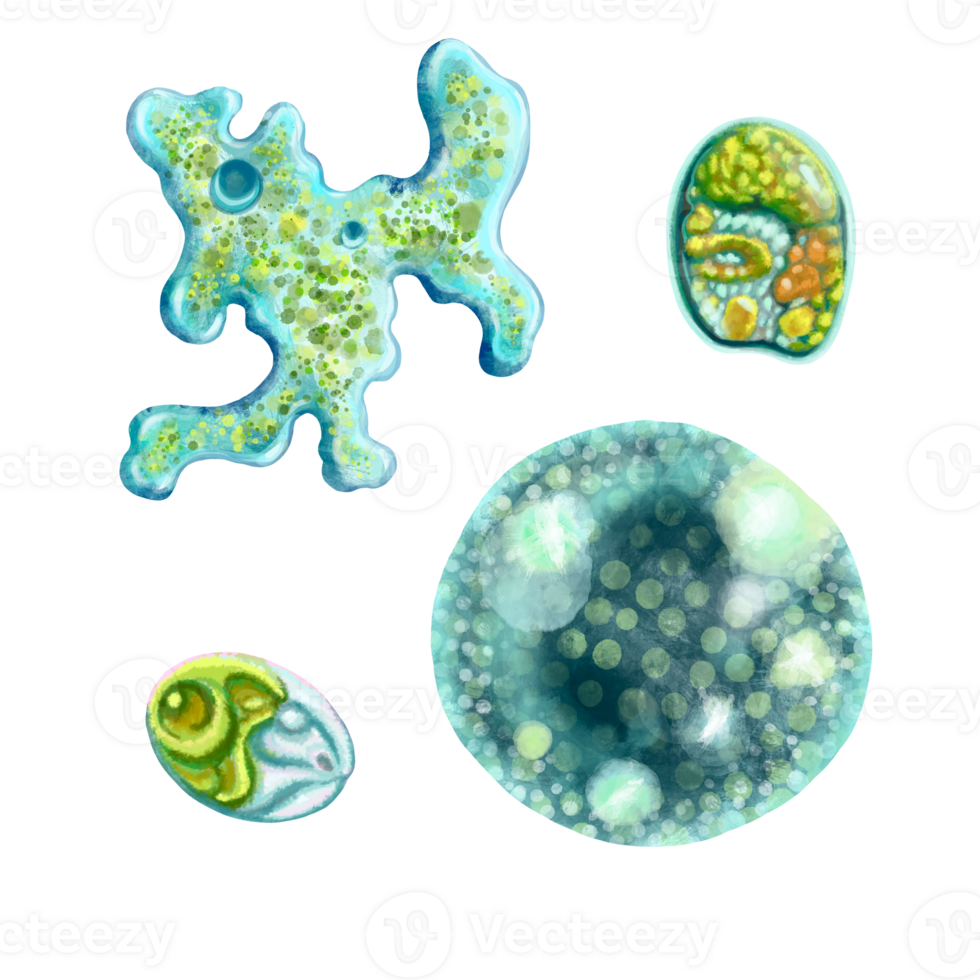 Unicellular protozoa. Set of illustration of a single cell bacterium. For printing textbooks, encyclopedias, brochures and posters on biology and medicine. For printing on objects and website design. png