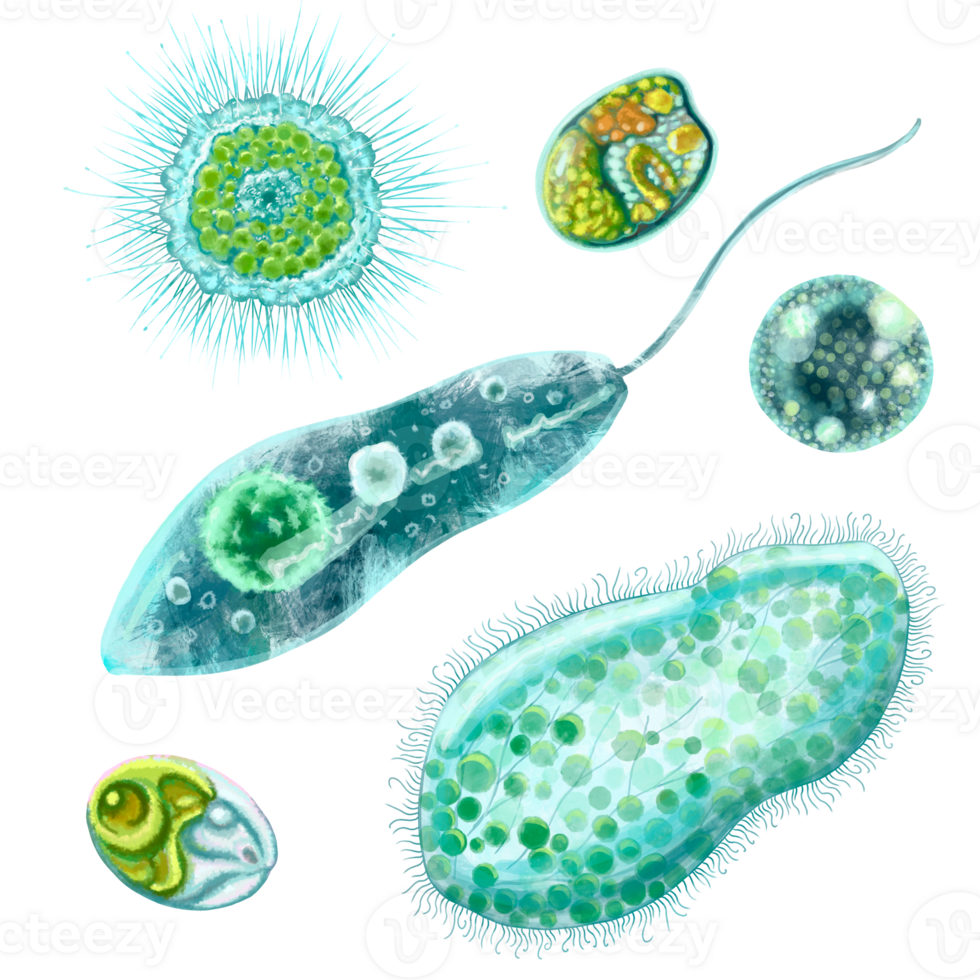Unicellular protozoa. Set of illustration of a single cell bacterium. For printing textbooks, encyclopedias, brochures and posters on biology and medicine. For printing on objects and website design. png