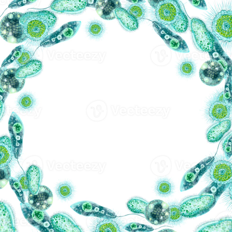 Single-celled bacteria and microorganisms. Round frame with place for text. For design and printing of packaging of bactericidal and hygiene products. Medical and educational booklets, brochures. png