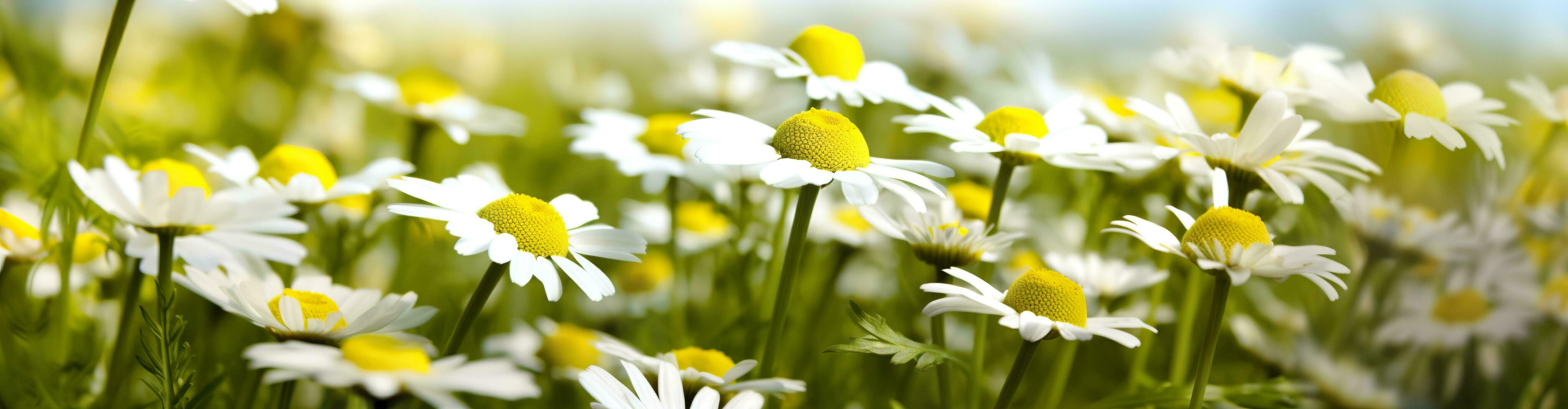 AI generated Chamomile flower for a banner. Generative AI photo