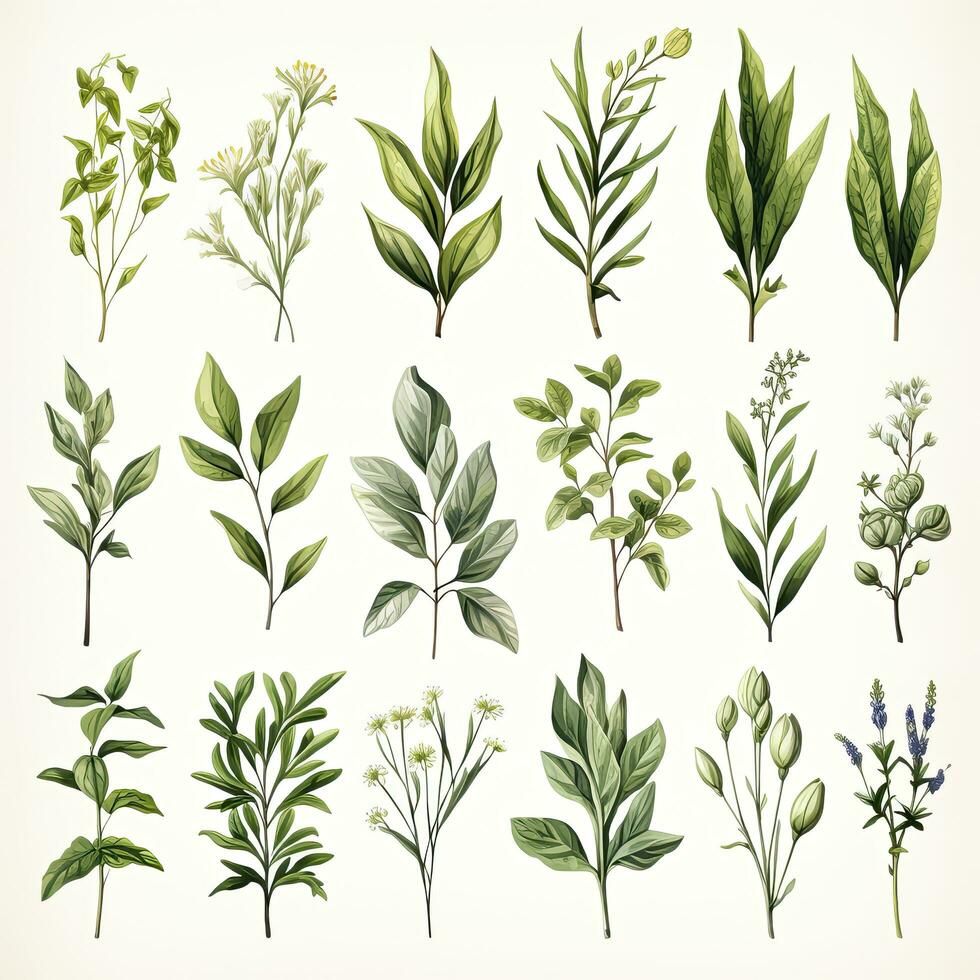 AI generated Collection of watercolor herbs clipart on white background. AI Generated photo