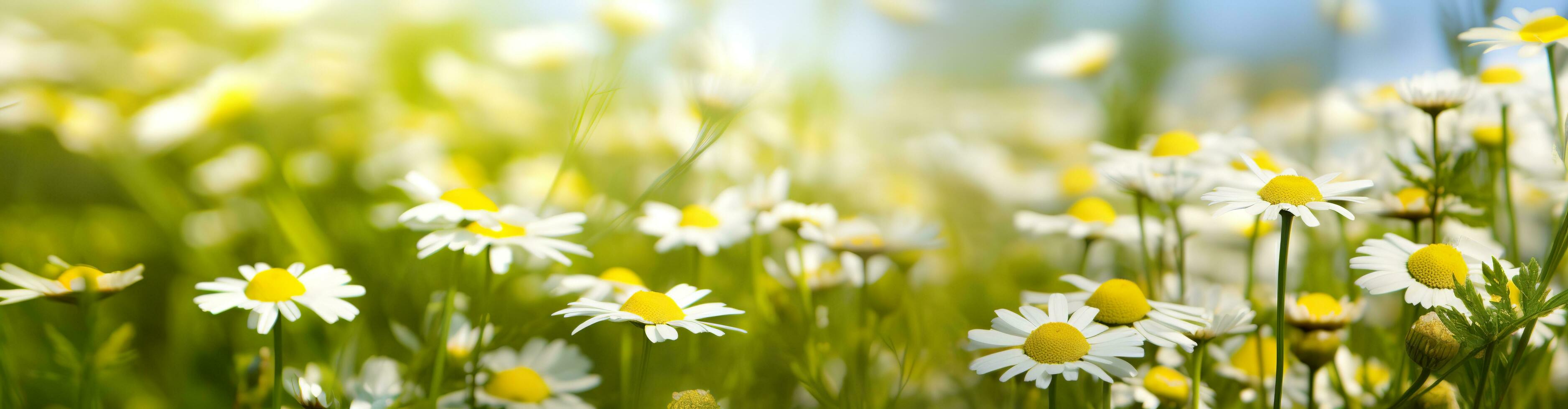 AI generated Chamomile flower for a banner. Generative AI photo