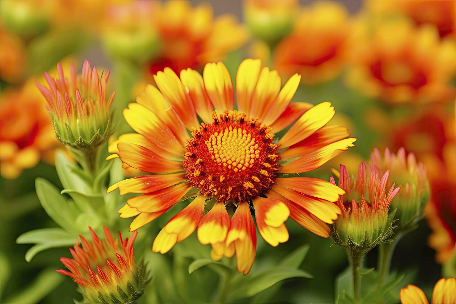 AI generated Gaillardia or Blanket Flower. Bright and Colorful Shades of Warm Tones. AI Generated photo