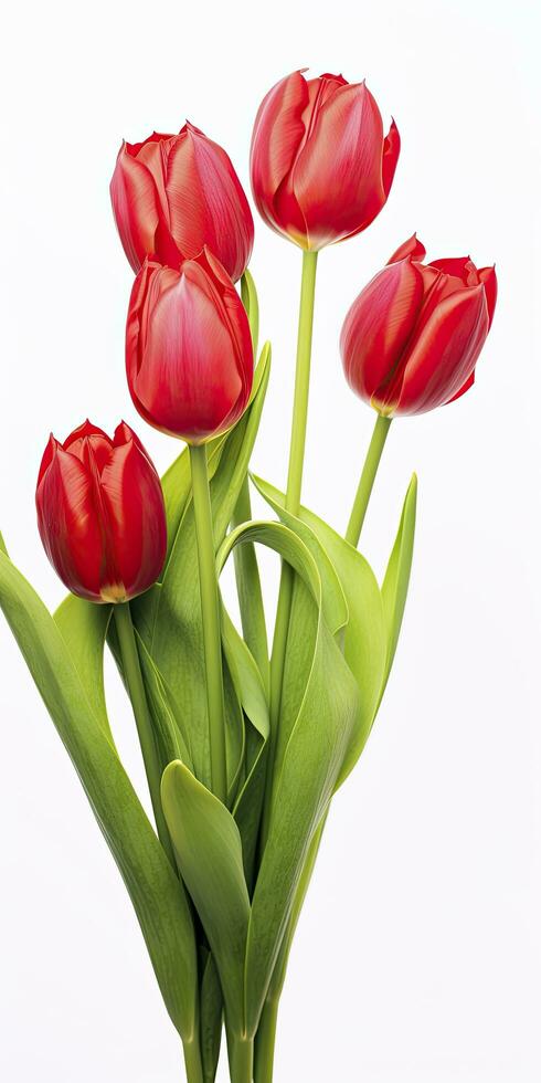 AI generated Red tulips isolated on white background. AI Generated photo