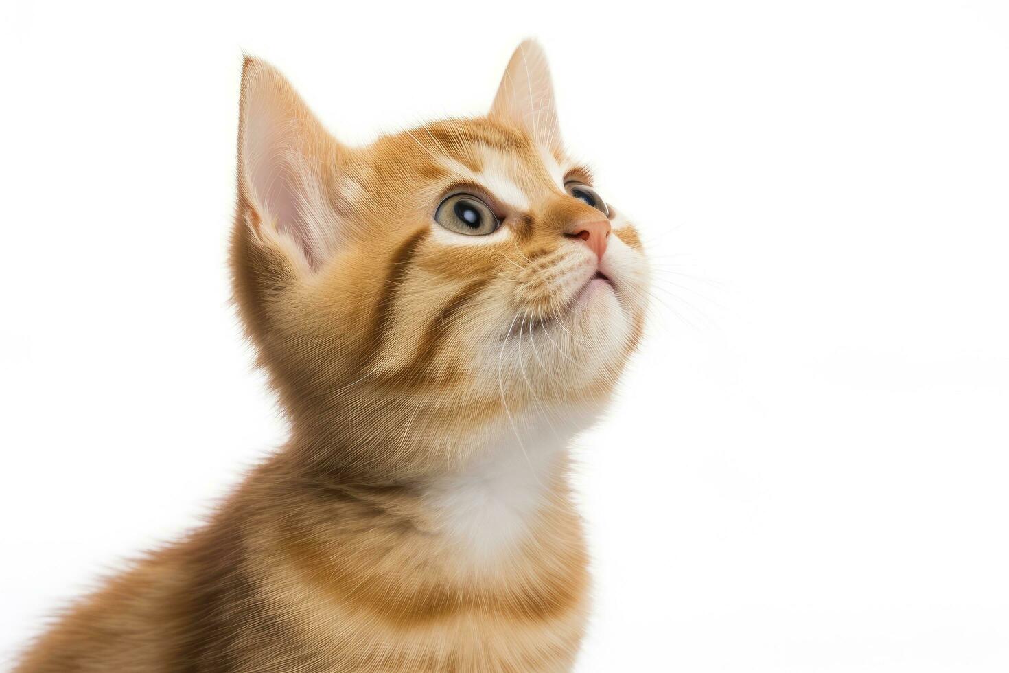 AI generated Playful funny kitten looking up isolated on a white background. AI Generated photo