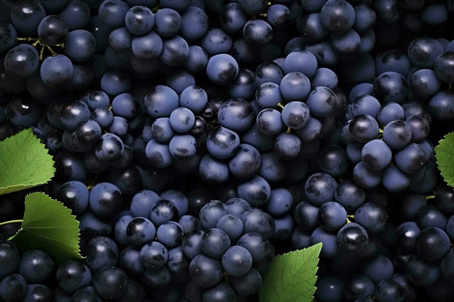 AI generated Flat lay background of vines, lots of organic blue dark grapes. AI Generated photo